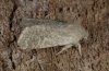 Orthosia cruda: Adult (e.l. Swabian Alb) [S]