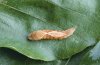 Drepana cultraria: Larva [S]