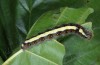 Acronicta cuspis: Larva (e.l. rearing S-Germany, Aichstetten, late August 2015) [S]