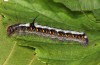 Acronicta cuspis: Larva (e.l. S-Germany, Woringer Wälder bei Memmingen, 24.09.2014, leg., cult. & phot. Peter Schmidt) [S]