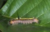 Acronicta cuspis: Larva in penultimate instar (in last moult rest on a seat pad on Alnus glutinosa, S-Germany, forest east of Aichstetten, late August 2015) [N]