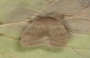 Orthosia cypriaca: Adult (e.l. W-Cyprus, Agios Therapon, larva in early April 2018) [S]