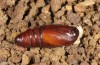 Orthosia cypriaca: Pupa (e.l. W-Cyprus, Agios Therapon, larva early April 2018) [S]