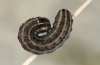 Tholera decimalis: Half-grown larva (e.l. central Swabian Alb 2012) [S]