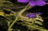 Periphanes delphinii: Half-grown larva (NW-Bulgaria, Dragoman, early June 2018) [N]
