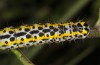 Periphanes delphinii: Larva (NW-Bulgaria, Dragoman, early June 2018) [S]