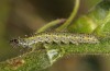 Periphanes delphinii: Young larva (NW-Bulgaria, Dragoman, early June 2018) [S]