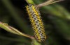 Periphanes delphinii: Half-grown larva (NW-Bulgaria, Dragoman, early June 2018) [S]