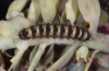 Simyra dentinosa: Halbwüchsige Raupe (Nordgriechenland 2010) [S]
