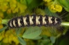 Simyra dentinosa: Larva (Northern Greece 2010) [S]