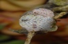 Simyra dentinosa: Already hatched batch of eggs. The eggs are deposited in a plate. N-Greece, May 2011. [N]