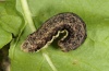 Eugnorisma depunctum: Larva (e.l. Upper Valais 2012) [S]