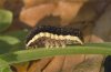 Eugnorisma depunctum: Half-grown larva (Allgaeu Alps, Germany, 1500m asl, late May) [N]