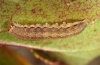 Auchmis detersa: Young larva (eastern Swabian Alb, Southern Germany, October 2011) [S]