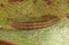 Auchmis detersa: Young larva (eastern Swabian Alb, Southern Germany, October 2011) [S]