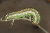 Anarta dianthi: Larva (Cyprus, Paphos, mid-April 2017) [S]