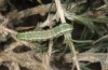 Anarta dianthi: Half-grown larva (Cyprus, Paphos, mid-April 2017) [M]