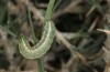 Anarta dianthi: Half-grown larva (Cyprus, Paphos, mid-April 2017) [M]
