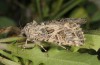 Anarta dianthi: Adult (e.l. rearing, Cyprus, Paphos, larva in mid-April 2017) [S]