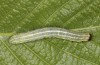 Cosmia diffinis: Raupe (e.l. Norddeutschland, Niedersachsen, unteres Elbtal, Gartow, Raupe im Mai 2020) [S]