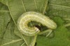 Cosmia diffinis: Larva (e.l. rearing, N-Germany, Lower Saxony, Elbe valley, Gartow, larva in May 2020) [S]