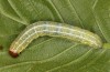 Cosmia diffinis: Larva (e.l. rearing, N-Germany, Lower Saxony, Elbe valley, Gartow, larva in May 2020) [S]