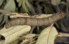 Catocala dilecta: Larva (e.l. Sardinia 2012) [S]