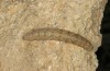 Autophila dilucida: Larva (Cyprus, Pera Pedi, mid-April 2017) [S]