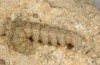 Autophila dilucida: Larva (Cyprus, Pera Pedi, mid-April 2017) [S]