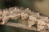 Autophila dilucida: Larva (Cyprus, Paphos, mid-April 2017) [M]