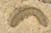 Autophila dilucida: Larva (Cyprus, Pera Pedi, mid-April 2017) [S]