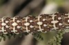 Alvaradoia disjecta: Raupe (Spanien, Sierra de Albarracin, Ende Juli 2017) [M]