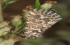 Alvaradoia disjecta: Adult (e.l. rearing, Spain, Sierra de Albarracin, larva in late July 2017) [S]