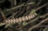 Alvaradoia disjecta: Raupe (Spanien, Sierra de Albarracin, Ende Juli 2017) [N]
