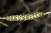 Alvaradoia disjecta: Raupe (Spanien, Sierra de Albarracin, Ende Juli 2017) [S]