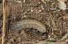 Euxoa distinguenda: Half-grown larva (Vinschgau, South Tyrol, April 2012) [M]