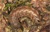 Xestia ditrapezium: Larva (eastern Swabian Alb, Southern Germany 2010) [S]