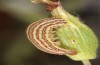Stenoecia dos: Larva (e.l. rearing, Greece, Lesbos, Skala Kallonis, late May 2019) [S]