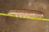 Hadena drenowskii: Half-grown larva in the penultimate instar (e.o. rearing, SW-Bulgaria, Petrich, Belasitza Mountains, oviposition early August 2017) [S]