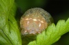 Euplexia dubiosa: Larva (e.l. Madeira 2013) [S]