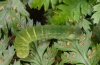 Euplexia dubiosa: Halbwüchsige Raupe (Madeira, Encumeada, März 2013) [M]