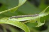 Catocala electa: Young larva (breeding photo, lower Austria, 2015) [S]