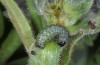 Euchalcia emichi: Larva in penultimate instar (Samos, late April 2015) [M]