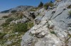 Euchalcia emichi: Larvalhabitat östlich des Kerkis (Samos, Ende April 2015) [N]