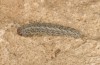 Dichagyris endemica: Half-grown larva (W-Cyprus, Agios Therapon, mid-April 2017) [M]