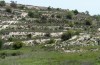 Dichagyris endemica: Larval habitat in a limestone region with Jurinea cypria (W-Cyprus, Agios Therapon, early April 2018) [N]