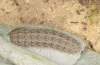 Dichagyris endemica: Halbwüchsige Raupe (W-Zypern, Agios Therapon, Mitte April 2017) [M]