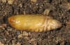 Dichagyris endemica: Pupa (e.l. W-Cyprus, Agios Therapon, larva early April 2018) [S]