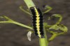 Cucullia erythrocephala: Larva (e.l. rearing, Spain, Cabo de Gata, young larva in late March 2019) [S]