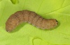 Conistra erythrocephala: Larva [S]